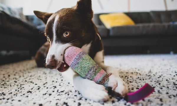 Tips-for-Dealing-With-a-Dog-That-Chews-Everything Julius-K9 LLC