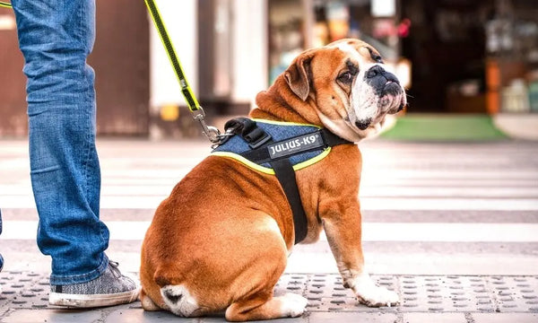 Personal-Space-Why-Dogs-Need-a-Space-of-Their-Own Julius-K9 LLC