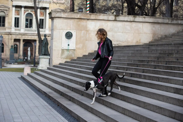 5-Ways-to-Encourage-Positive-Behavior-in-Your-Dog Julius-K9 LLC