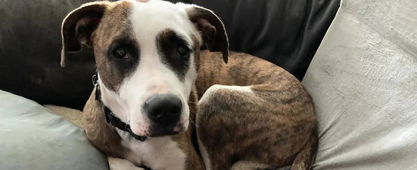 From-Stray-to-Loved-Lizzy-s-Inspiring-Transformation Julius-K9 LLC