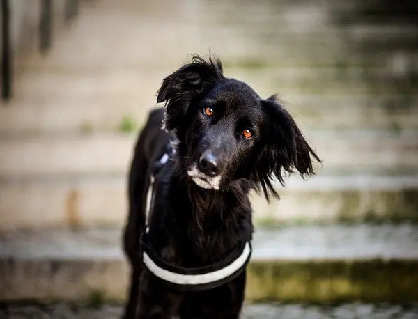 How-to-Care-for-Your-Deaf-Dog Julius-K9 LLC