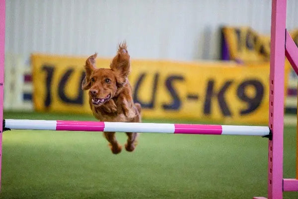 5-Dog-Sports Julius-K9 LLC