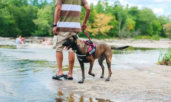 Canine-Smell-3-Reasons-You-Should-Let-Your-Dog-Sniff Julius-K9 LLC