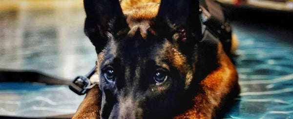 Sloane-The-Ultimate-Gift-and-Future-Star-of-Competitive-Sports Julius-K9 LLC