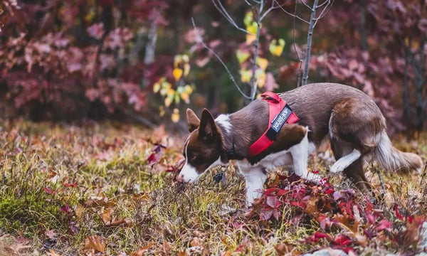 Tips-for-Planning-a-Camping-Trip-With-Your-Dog Julius-K9 LLC
