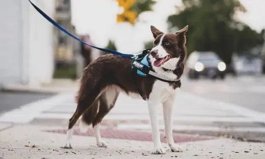Why-Walking-Your-Dog-Is-Essential-for-Their-Overall-Health Julius-K9 LLC