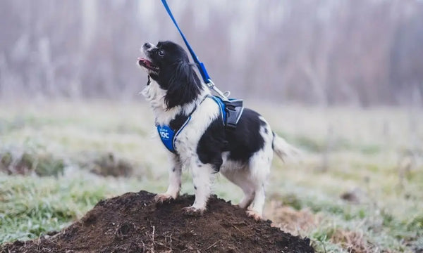 Tips-for-Adopting-a-Senior-Dog Julius-K9 LLC