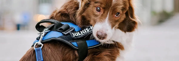 Patches - Julius-K9 LLC