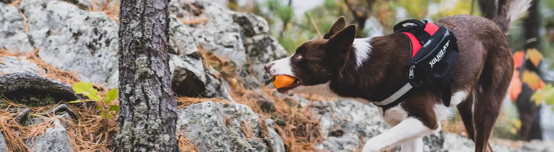 Dog Pull Toys | Dog Bite Toys | Julius-K9