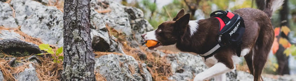 Dog Pull Toys - Julius-K9 LLC