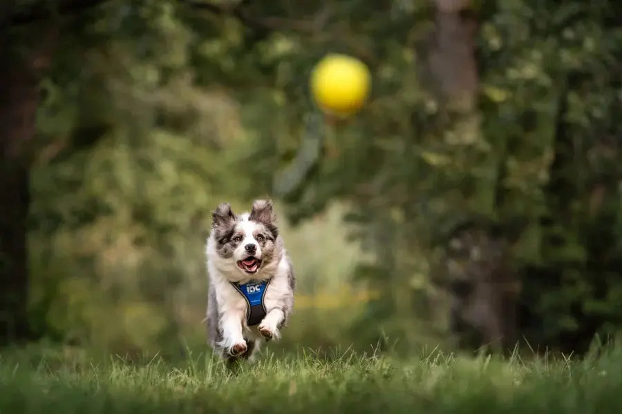 Toys & Protection - Julius-K9 LLC