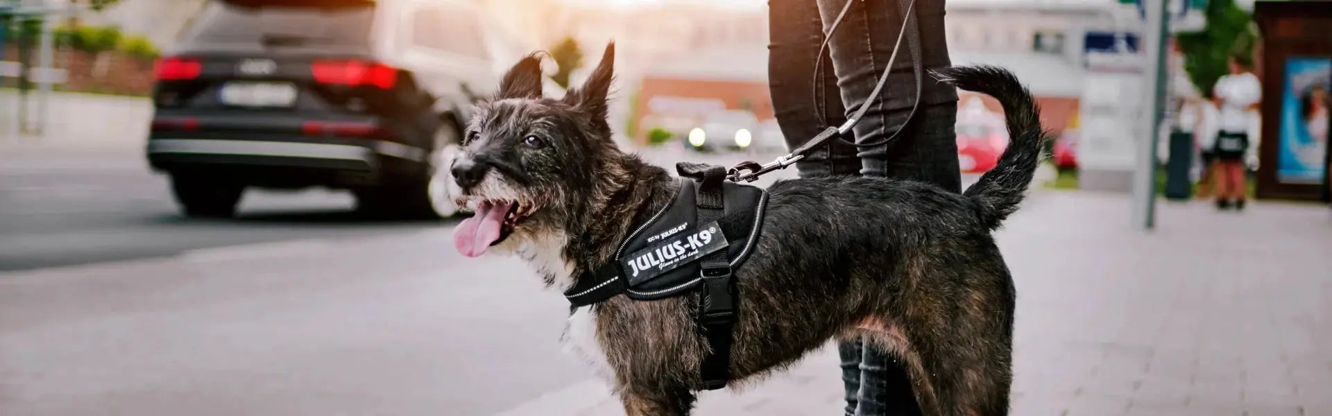 K9 dogs harness online