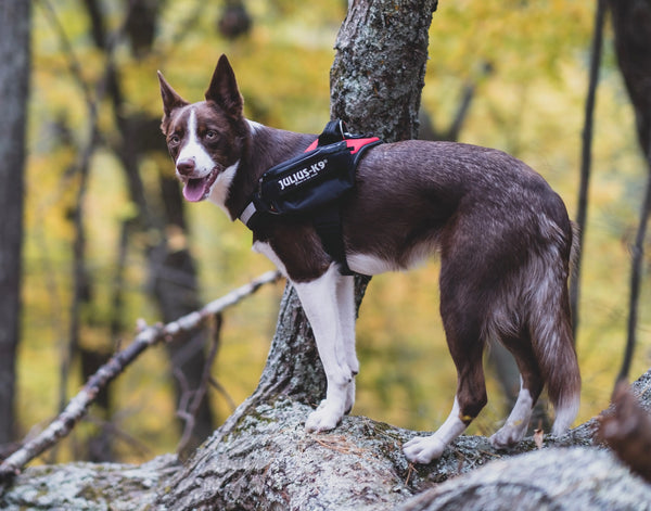 Essential Accessories Every Dog Needs