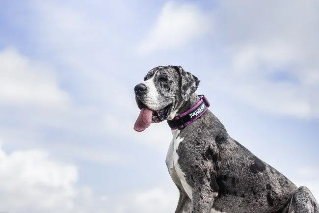 5 Large Dog Breeds - Julius-K9 LLC