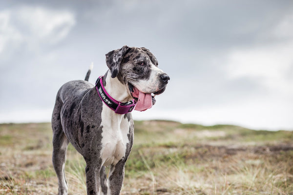 Why It’s Important That Your Dog Wears a Collar