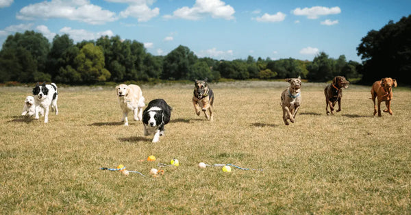 Dog-Park-Tips-For-Your-First-Day-At-The-Park Julius-K9 LLC