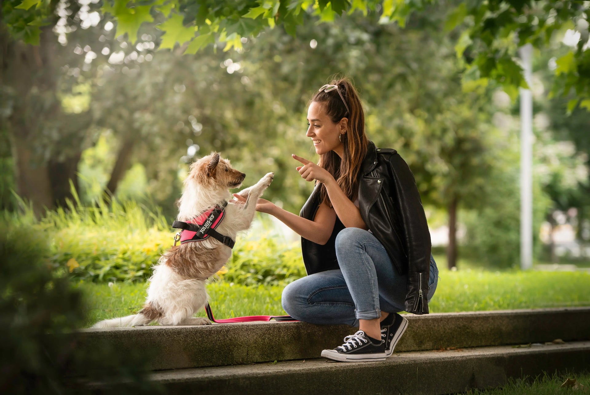 Julius K9 Harness How To Put On Training Your Dog To Wear A Harness JULIUSK9® CANADA main image 0