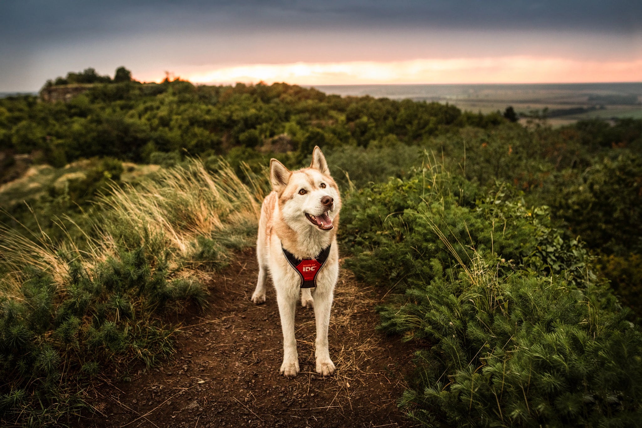 Road-Trip-With-Your-Dog Julius-K9 LLC