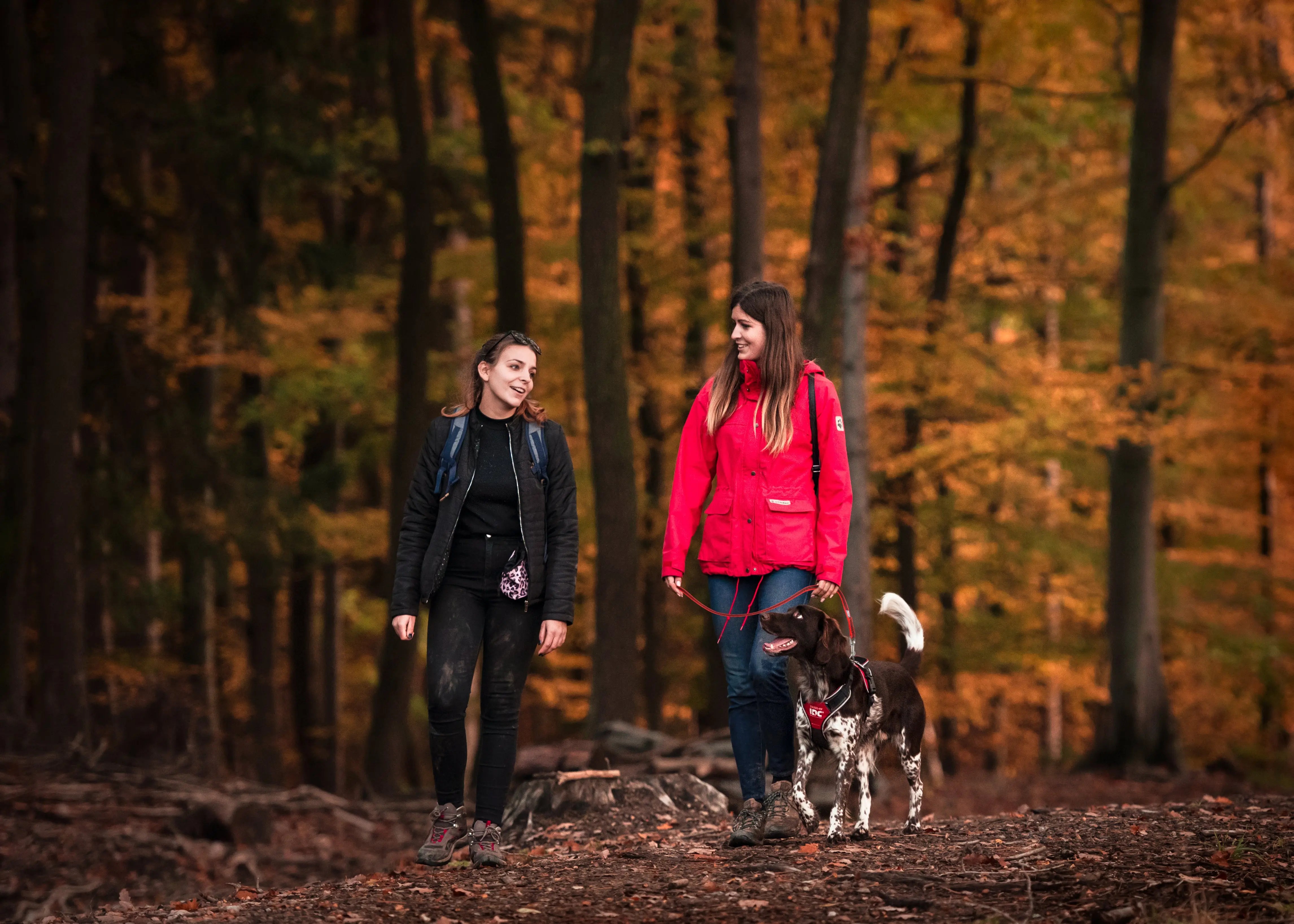 How To Train Your Dog To Walk With a Harness JuliusK9 LLC