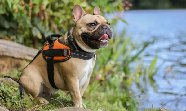 Top-Tips-for-Choosing-a-Harness-for-Your-Dog Julius-K9 LLC