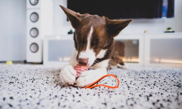 The Best Indoor Exercises for Your Dog This Winter