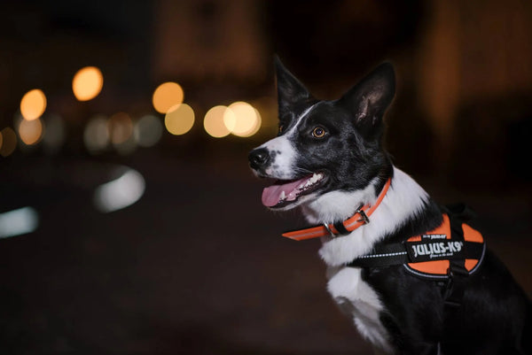 Dog-Walking-Harness-Company-Gives-Tips-For-Your-Night-Walks Julius-K9 LLC