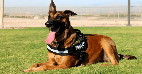 Police-Dogs-A-Day-In-The-Life-Of-A-Dog-on-Duty Julius-K9 LLC