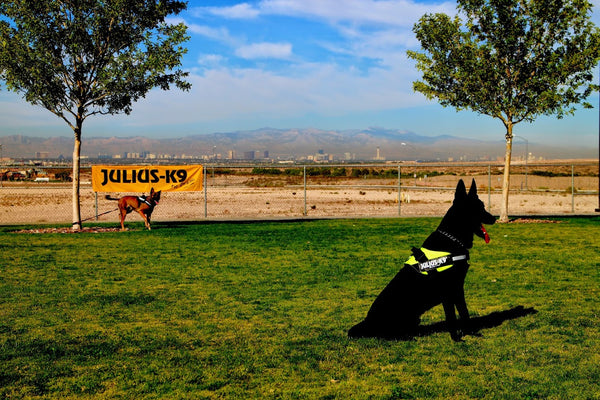 Choosing the Perfect Service Dog Harness For Your Dog - Julius-K9 LLC