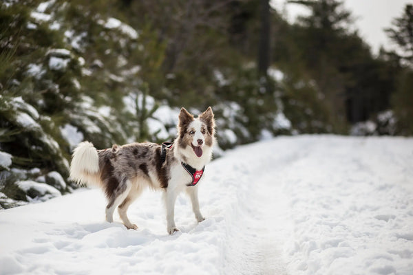 Things Pet Owners Need to Keep in Mind During Winter - Julius-K9 LLC