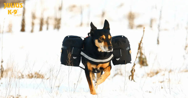 Tactical-Dog-Harness-Gear-For-All-Dogs Julius-K9 LLC