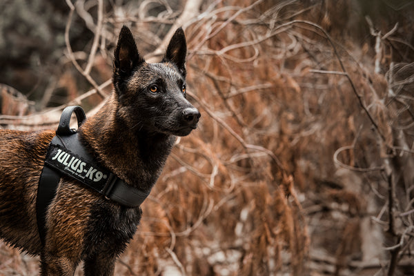 All You Need to Know About Julius K-9: Dog Collars and Leashes - Julius-K9 LLC