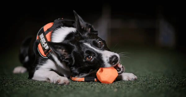 Dog-101-Proper-Tick-Prevention-for-Dogs Julius-K9 LLC