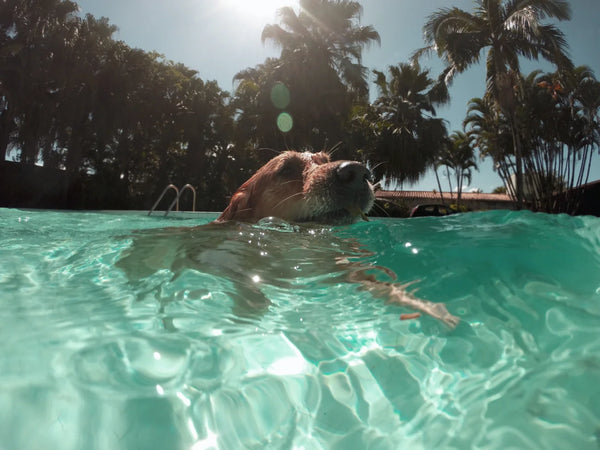 Keep Your Canine Companion Safe and Stylish: The Ultimate Guide to Pet Floating Coats and Summer Activities for Dogs - Julius-K9 LLC
