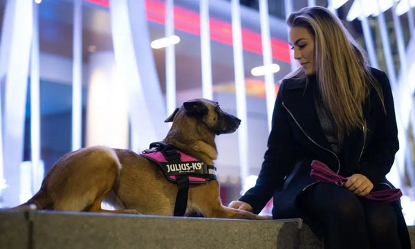Ohana K9 Academy