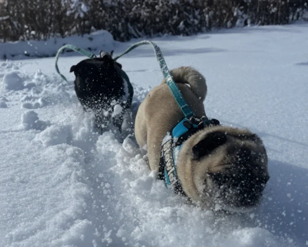 The ORIGINAL Pug Pals