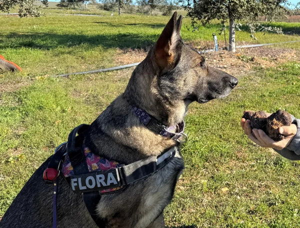 Flora the truffle hunting dog
