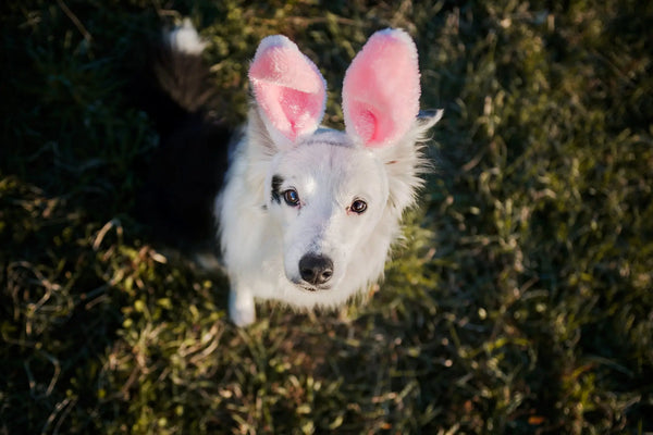 Easter-with-your-pet Julius-K9 LLC