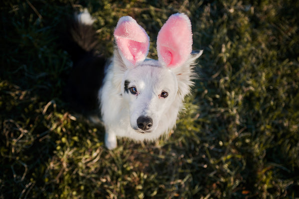 Easter with your pet - Julius-K9 LLC