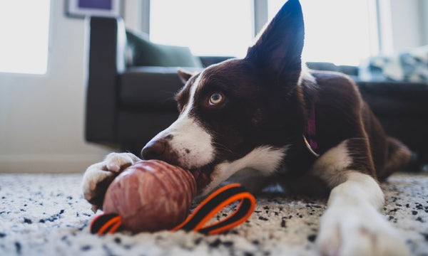 Signs It’s Time To Replace Your Dog’s Collar