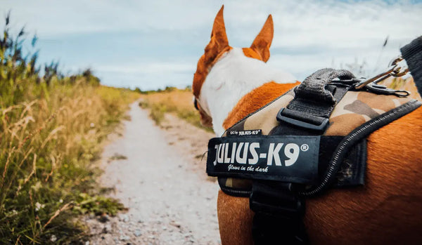 Why a Dog Harness Vest Is Better Than a Collar - Julius-K9 LLC