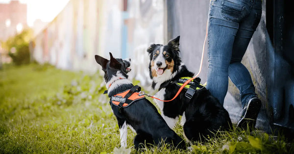 Choosing The Right Small or Large Dog Harness - Julius-K9 LLC