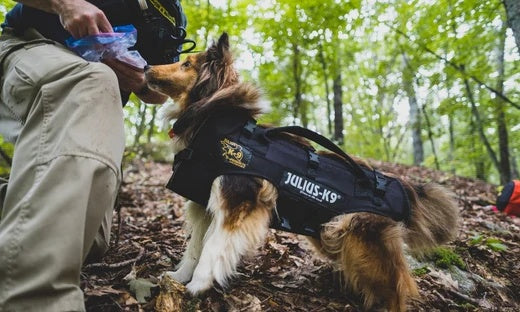 service dogs patches