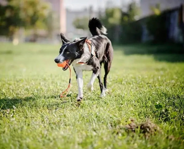 All Dog Products Offers - Julius-K9 LLC