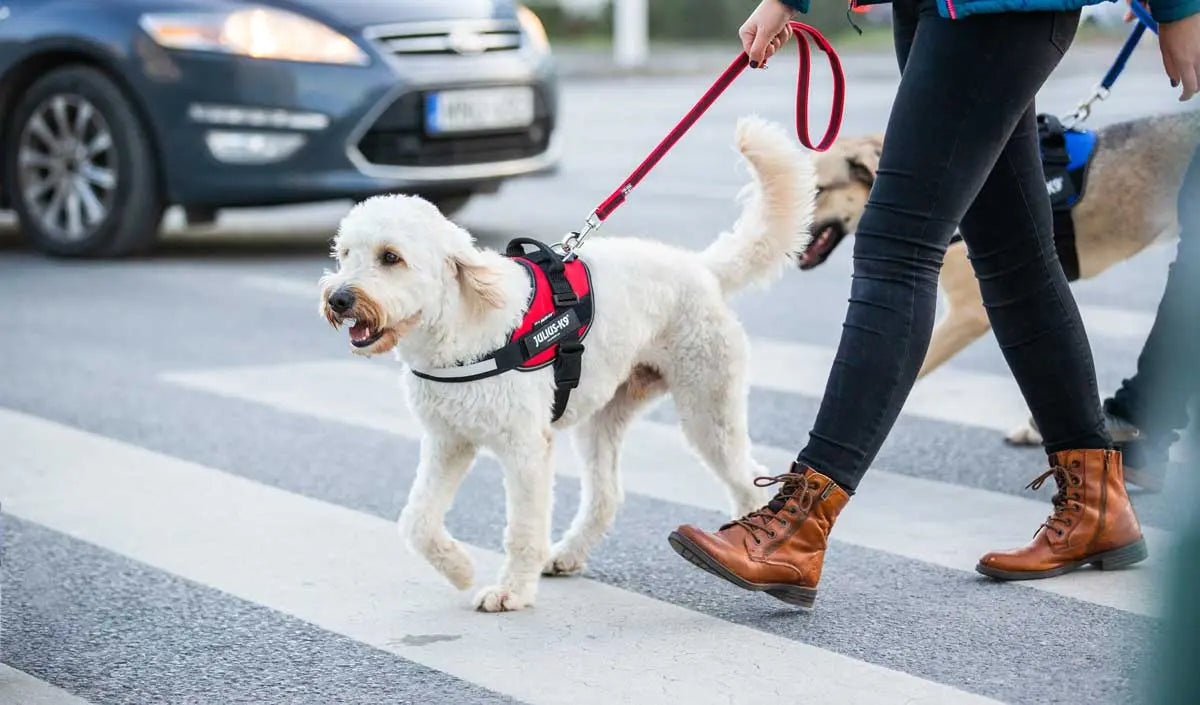 Julius-K9 Heavy-Duty Rope Dog Leash | Lightweight Strength