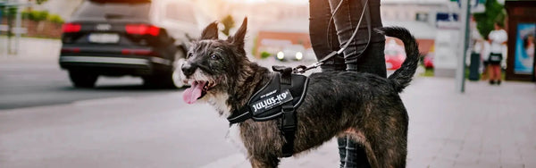 Julius k9 harness german shepherd online