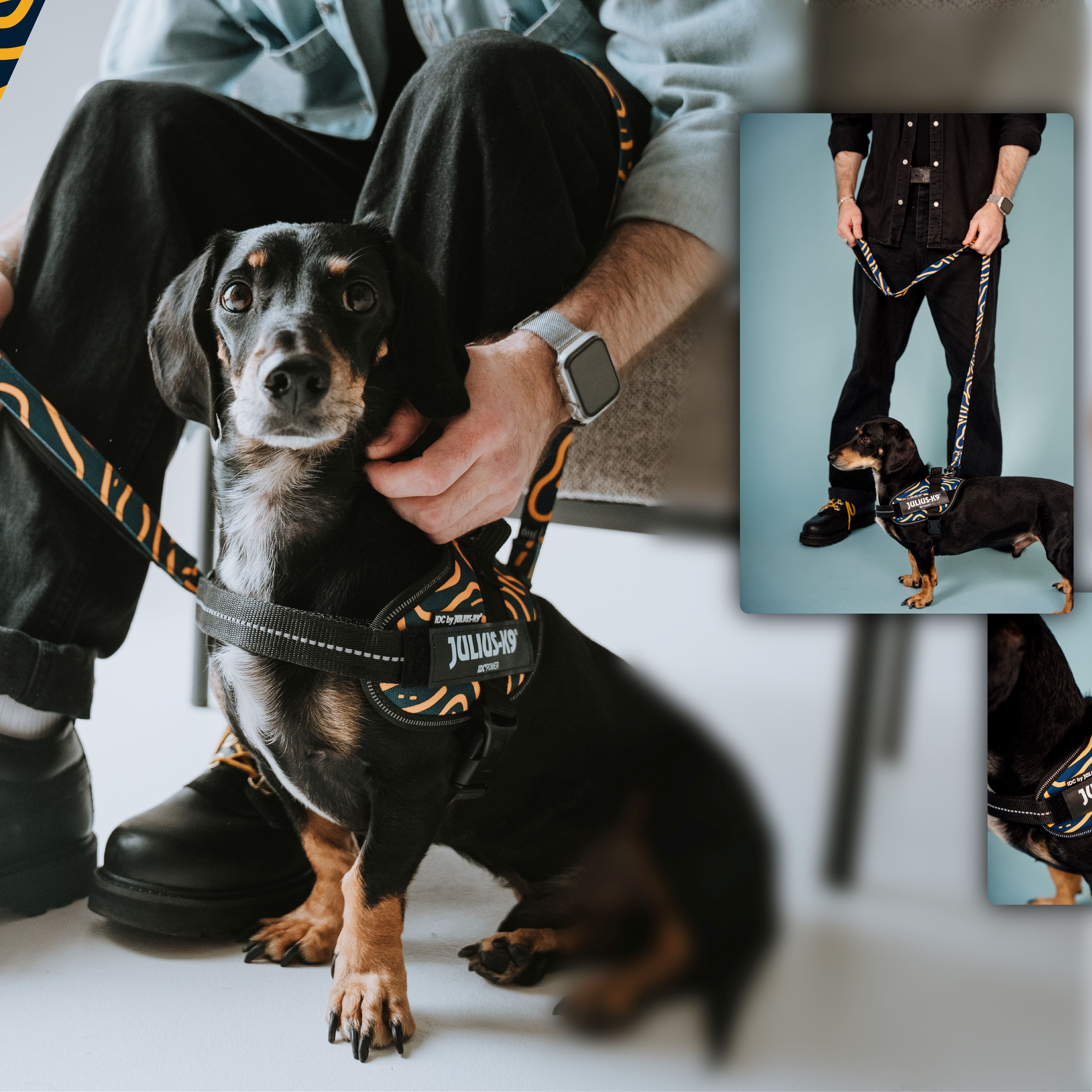 Julius K9 Best Leash For Dachshund Julius-K9 IDC Powerharness