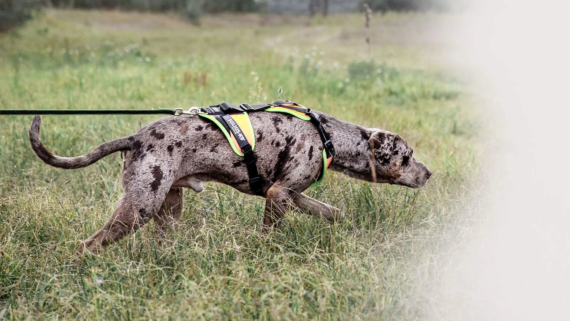 Julius-K9 Mantrailing Dog Harness - Julius-K9 LLC